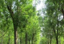 西安的市花是什么 市树是什么？