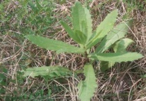 刺尖头草的功效与作用