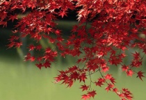 枫树能插活吗？