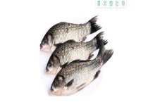 冬季钓鲫鱼实用技巧 附钓鱼位置选择