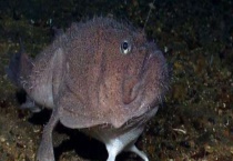 安康鱼多少钱一斤 附安康鱼的营养价值和食用禁忌