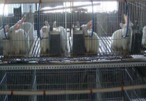 兔子养殖的市场前景 兔子的养殖优势