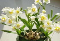 水仙矮壮素的使用多久？