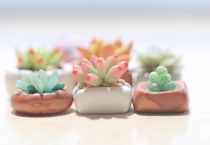 多肉花喜欢阳光吗？