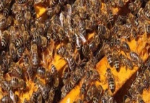 合并蜂群 附注意事项