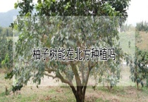 柚子树能在北方种植吗？