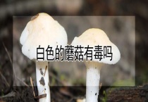 白色的蘑菇有毒吗？