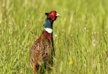 养公鸡几个月出售