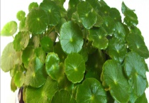 铜钱草叶子发黄怎么办 附叶子发黄的原因及养殖多久？