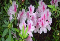 杜鹃花叶子发黄怎么回事 如何防治