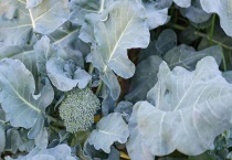 十字花科蔬菜有哪些？