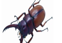 世界上现存十类大的昆虫 附详细介绍