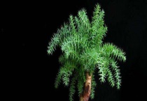 澳洲杉盆景的制作和养护 澳洲杉的繁殖多久？