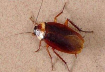 蟑螂是益虫还是害虫