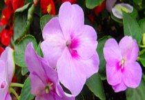 非洲凤仙花有毒吗？附非洲凤仙花的药用价值及观赏价值