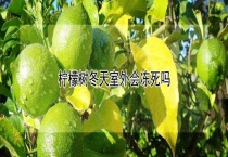柠檬树冬天室外会冻死吗？