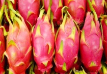 火龙果产地在哪里 附火龙果的品种介绍