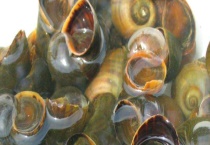 福寿螺和田螺的区别？ 福寿螺外壳较脆 容易捏碎