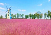 粉红草是什么植物