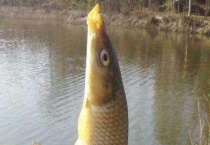 夏季钓鲤鱼技巧大全 附其饵料配方