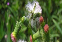 靠风传播种子的植物有哪些 关于它们的详细介绍