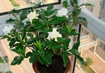 枙子花可以养在室内吗？