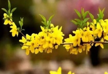 寸金花是什么花