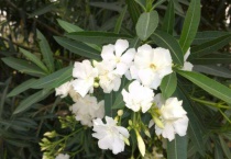 白花夹竹桃有毒吗？