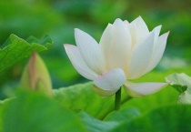 白荷花的寓意和花语