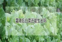 霜降后白菜还能生长吗？