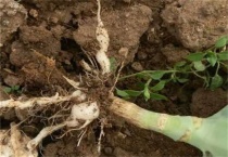 花椰菜烂根怎么办？