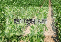 黄豆叶子发黄是什么原因？