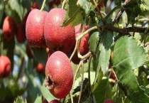 山楂几月份成熟上市 常见种类有哪些？