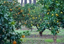 柠檬树有刺吗？