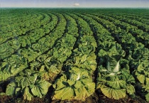 白菜叶子发黄怎么办？