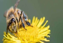 蜜蜂采蜜对花有什么好处 蜜蜂采蜜的过程是怎样的