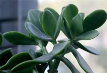 燕子掌养在家里的好处