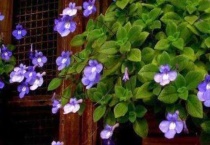 怎么使碰碰香开花