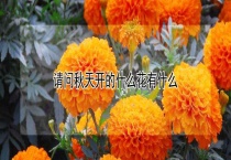 请问秋天开的什么花有什么？