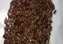 决明子种子价格及种植方法 决明子的生长环境