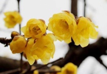 春天先开花后长叶的树