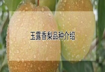 玉露香梨品种介绍