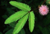 含羞草为什么一直闭着不开