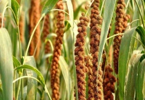 谷子是什么植物