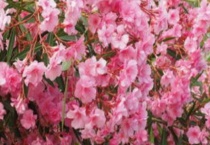 什么是红花夹竹桃