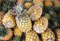 菠萝种植技术和管理多久？