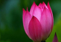 芙蕖和荷花的区别？