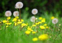 和蒲公英相似的植物有哪些？