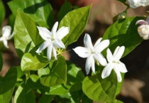 单瓣茉莉和双瓣茉莉的区别？