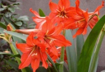 朱顶红冻的淌水还能活吗？